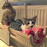 Suporturi pentru animale / Полочки для животных